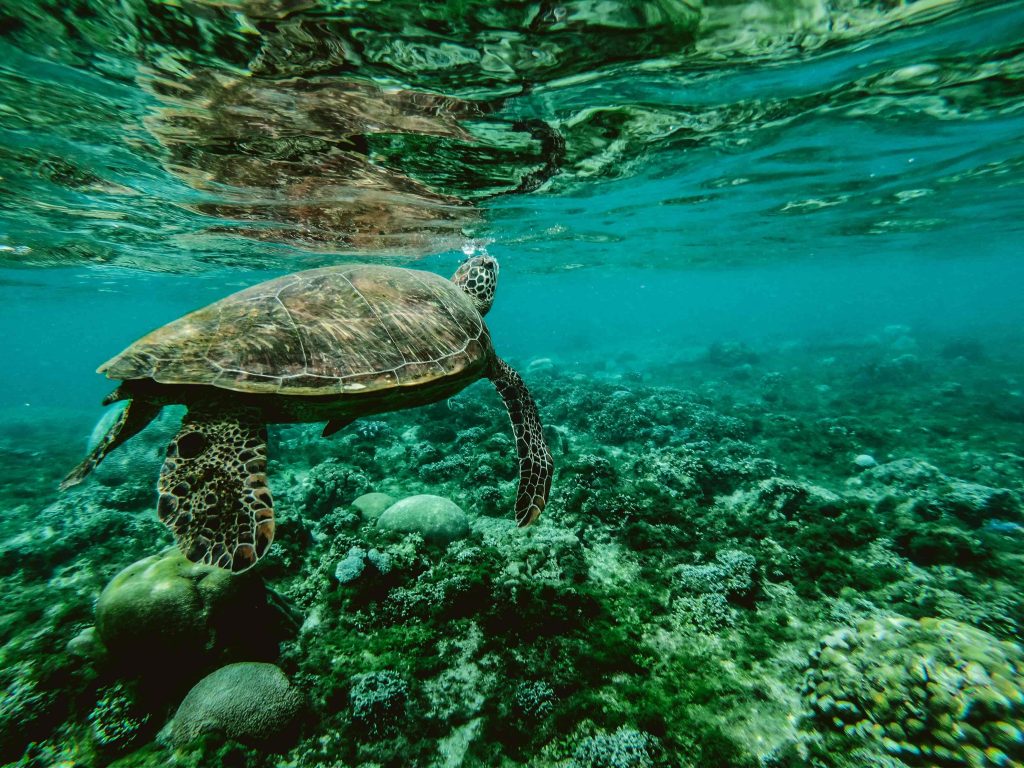 great barrier reef tours