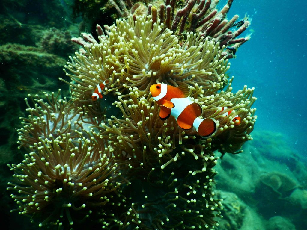 great barrier reef tours